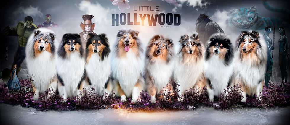 little hollywood collies